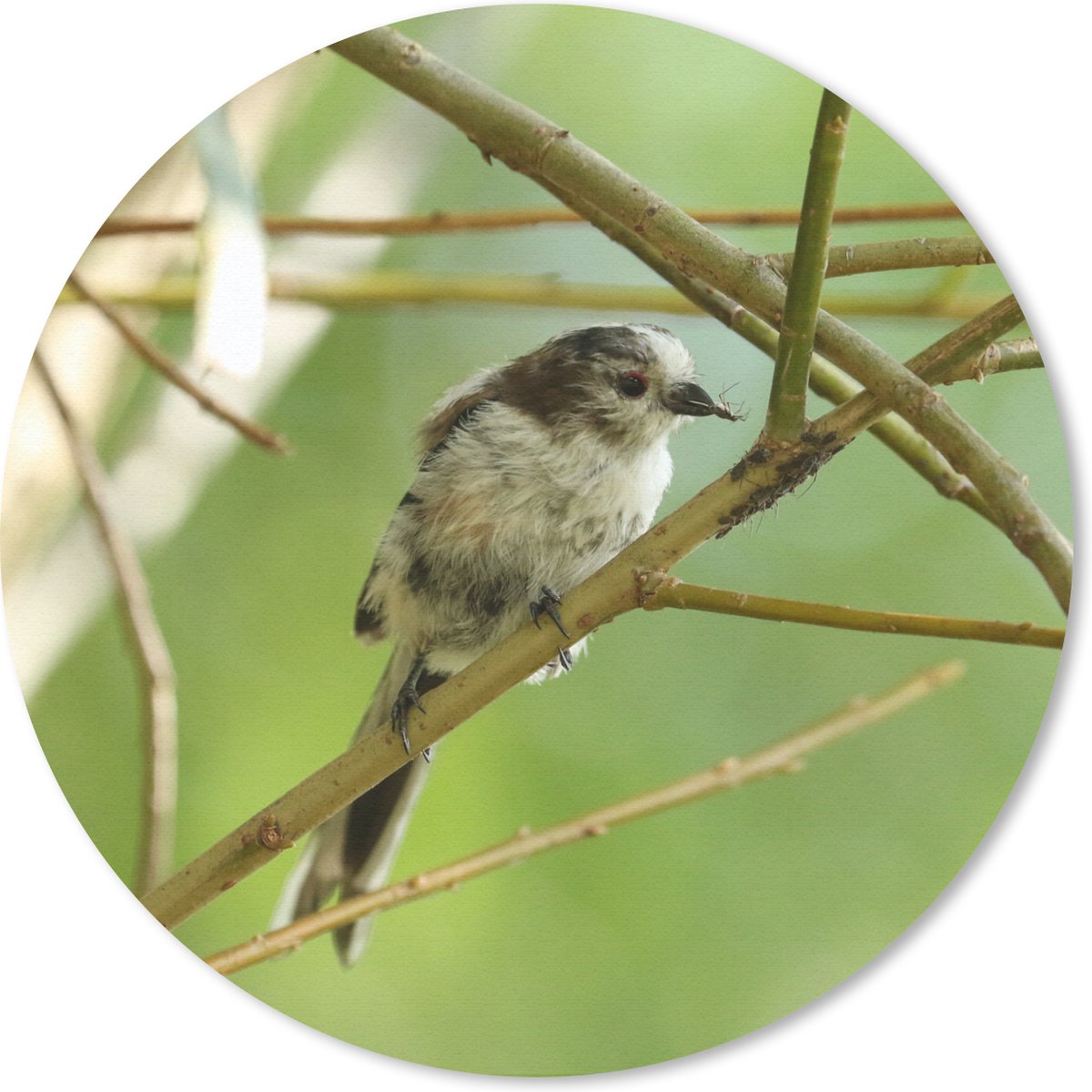 Muismat rond 20x20 cm - Mousepad Vogel tussen de takken - Ronde muismatten