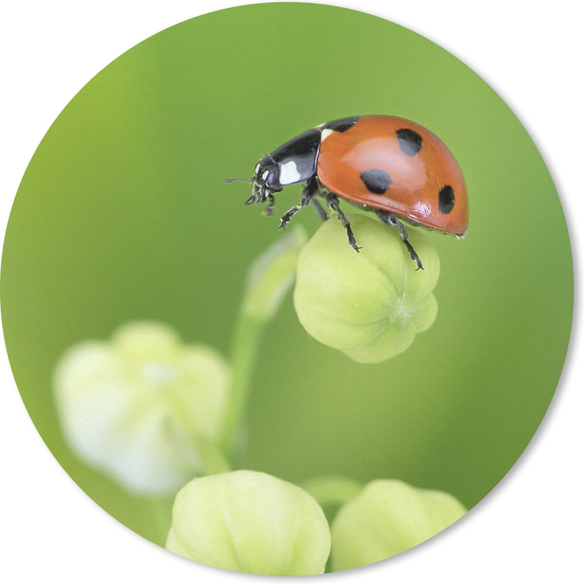 Muismat rond 20x20 cm - Mousepad Lente lieveheersbeestje - Ronde muismatten
