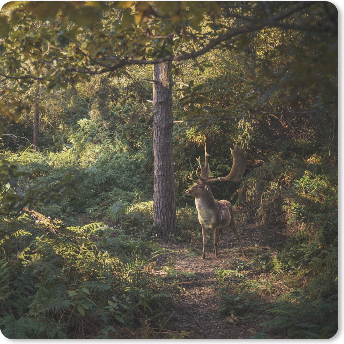 Muismat 30x30 cm - Mousepad Hert - Gewei - Bos - Herfst - Muismatten