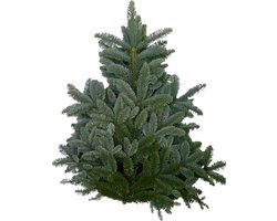 Nobilis Kerstgroen - 3 grote takken - Kerstdecoratie - Nobilis takken - Kerst Takken - Natuurlijk Bloemen