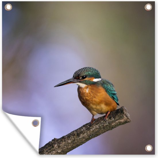 Tuinposters IJsvogel fotoprint - 50x50 cm - Tuindoek - Buitenposter