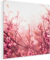 Artaza Glasschilderij - Roze Bloesemboom Met Zonneschijn - 70x70 - Plexiglas Schilderij - Foto op Glas