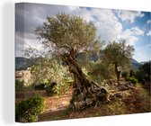 Canvas Schilderij Een oude olijfboom - 120x80 cm - Wanddecoratie