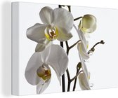 Canvas Schilderij Witte mot orchidee - 90x60 cm - Wanddecoratie