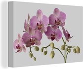 Canvas Schilderij Orchideeën op grijze achtergrond - 60x40 cm - Wanddecoratie