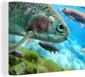 Tableau sur toile Gros plan d'une truite - 40x30 cm - Décoration murale