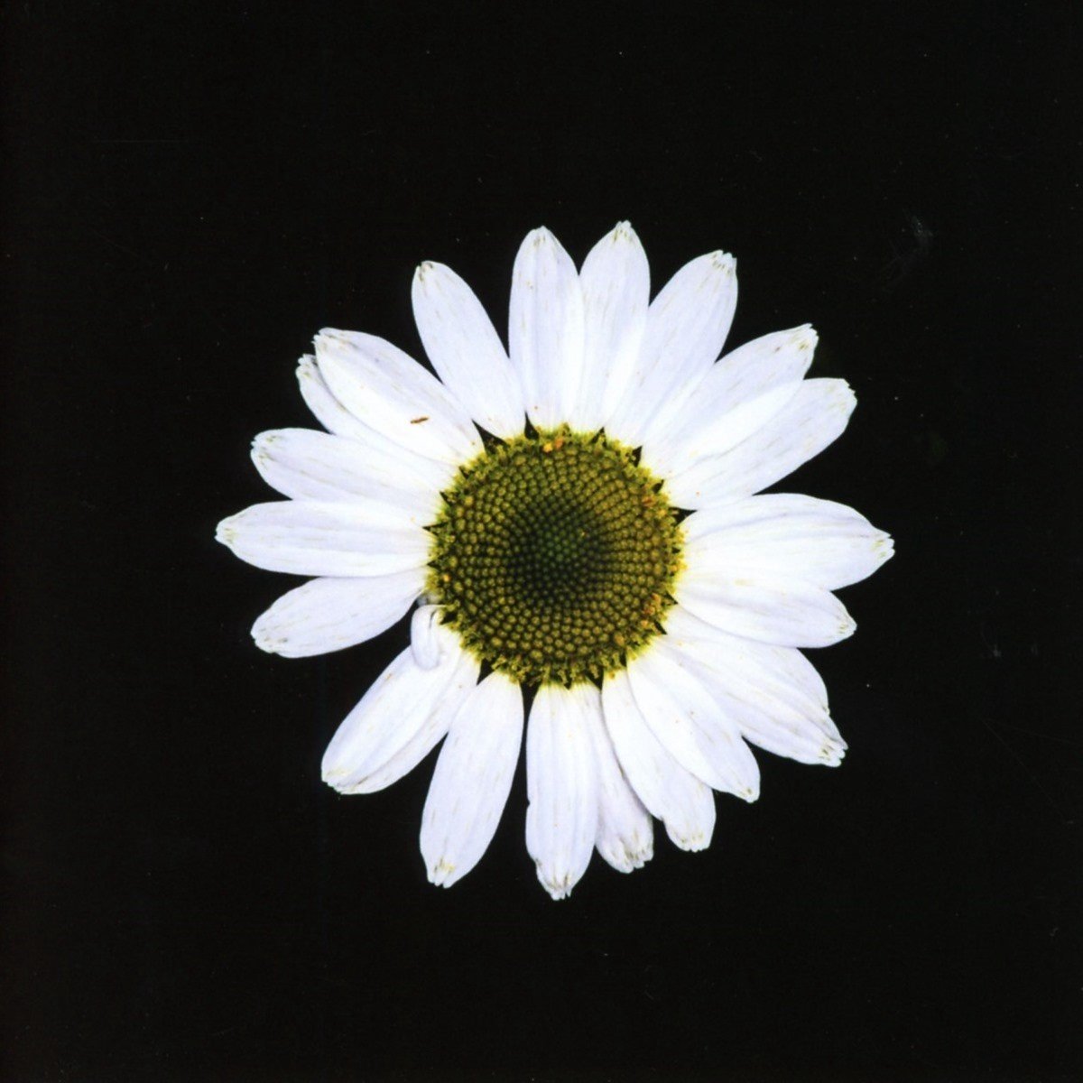 The Black Dog - Black Daisy Wheel (CD)