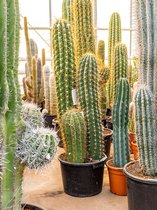 Plantenwinkel Trichocereus cactus terschechii trio kamerplant
