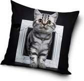Katten, Schattige kitten Sierkussens - Kussen - 40 x 40 inclusief vulling - Kussen van Polyester - KledingDroom®