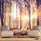 Zelfklevend fotobehang -   Namiddag in een bos , Premium Print