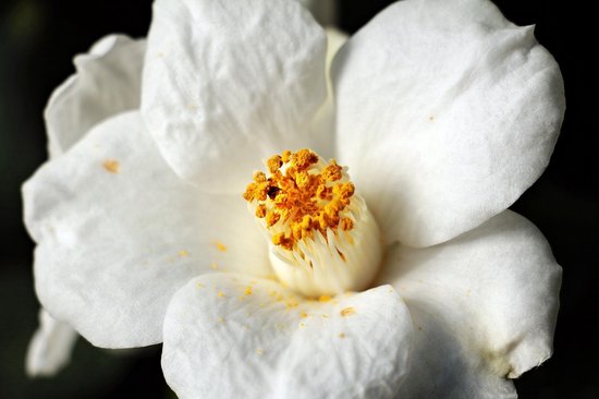 Camellia Olie Puur 50ml - Witte Japonica - Huidolie en Haarolie - Berivita
