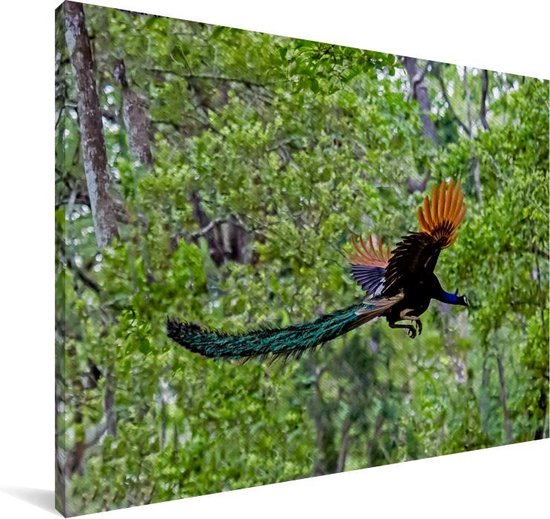 Paon coloré vole à travers les bois Toile 180x120 cm - Tirage photo sur toile (Décoration murale salon / chambre) XXL / Groot format!