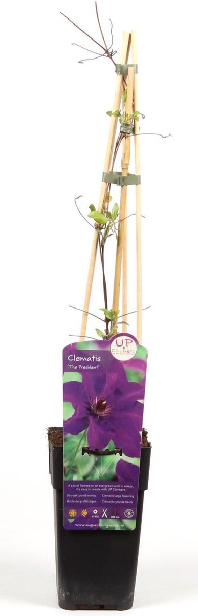 Clematis 'The President' Paars - Bosrank - ↨65cm - Ø15