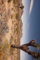 Joshua Tree National Park in California Journal