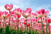 Tuinposter | Tuindoek - Roze tulpen