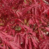 Acer Palmatum 'Garnet' - 40-50 cm pot: Roodbladige Japanse esdoorn