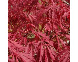 ACER PALMATUM 'GARNET'  - Japanse esdoorn 40 - 50 cm in pot