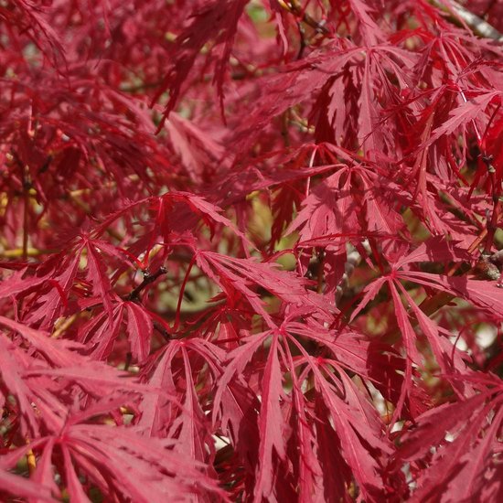 Acer Palmatum 'Garnet' - Érable du Japon 40-50 cm pot