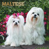 Maltese Kalender 2020