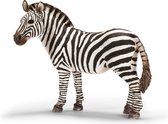 Zebra, Vrouwelijk