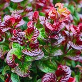 Leucothoe Axillaris 'Curly Red' - Druifheid 20-30 cm pot