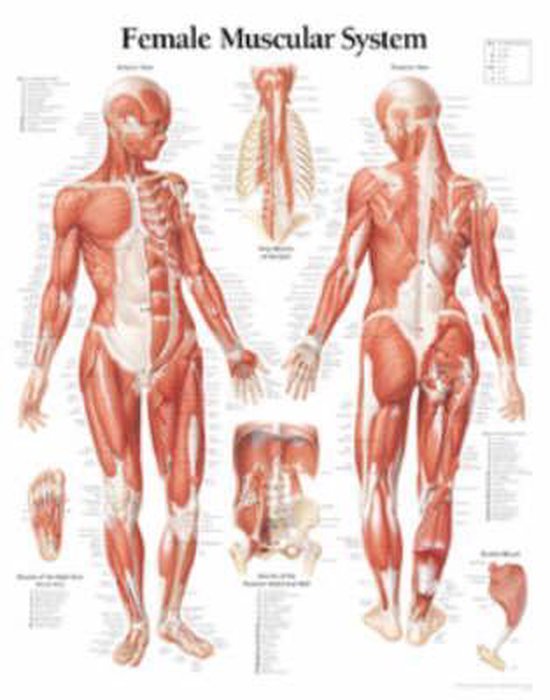 Foto: Muscular system with female figure laminated poster