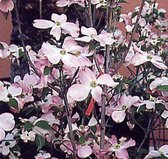 Cornus Florida Rubra - Amerikaanse kornoelje 50-60 cm pot