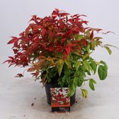 4x Nandina domestica 'Firepower' - Hemelse Bamboe in C2 / Ø 17 cm pot met hoogte 20-30 cm