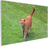 Rode kater in het gras Glas 60x40 cm - Foto print op Glas (Plexiglas wanddecoratie)