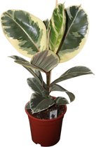 Find the perfect Ficus Elastica for you Find the perfect Ficus Elastica for you