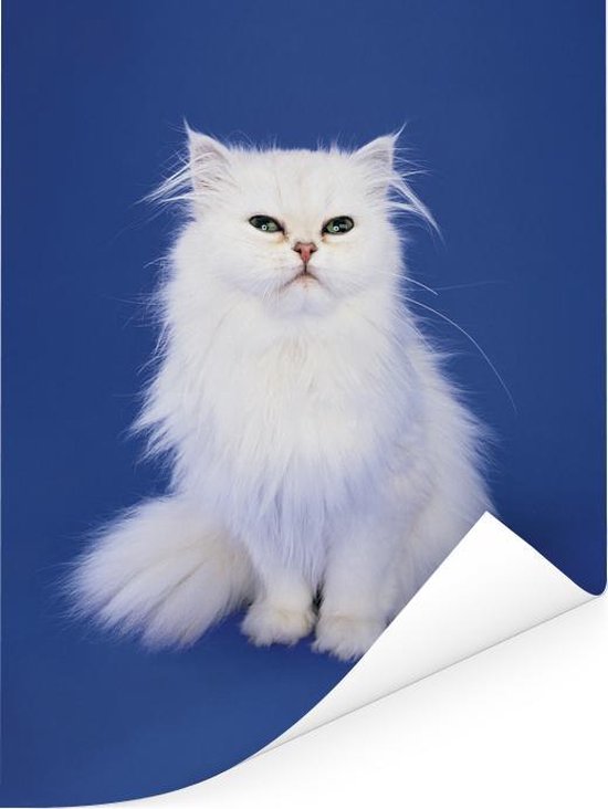 Poster Witte Perzische kat met een blauwe achtergrond - 120x160 cm XXL |  bol.com