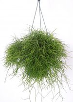 Rhipsalis hangplant - Decoratieve plant leuk voor huiskamer of kantoor