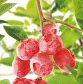 Roze bosbes - bosbesplant - Vaccinium corymbosum 'Pink Lemonade' / 'Pink Marmalade' - kleinfruit - fruitstruik - hoogte 60 cm - potmaat Ø11cm