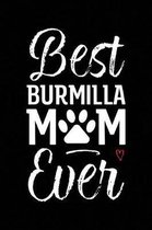 Best Burmilla Mom Ever