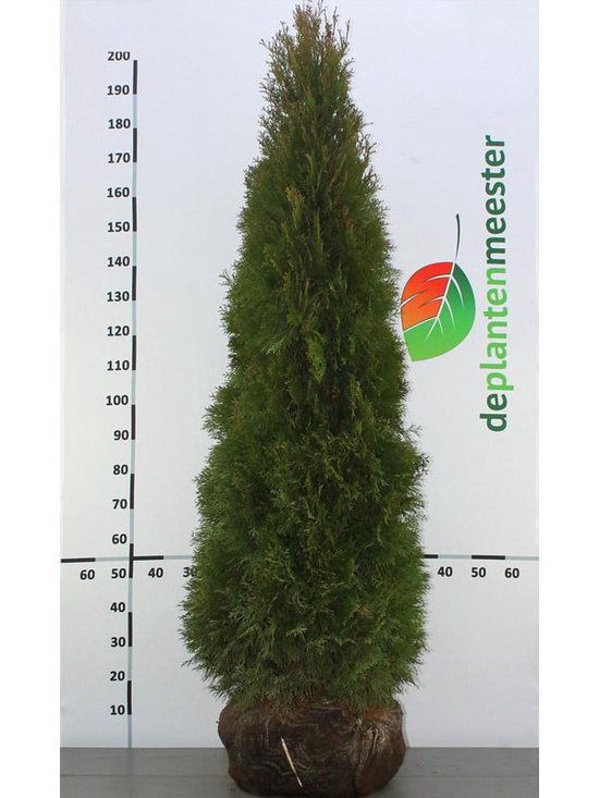 Westerse Levensboom Thuja Smaragd 140-160 cm, 30x haagplant, incl.  bezorging 