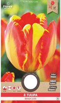 Tulp 'Darwin Banja Luka'