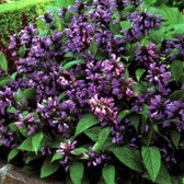 6 x Nepeta Subsessilis - Kattekruid Pot 9x9 cm - Blauwbloeiende Vaste Plant