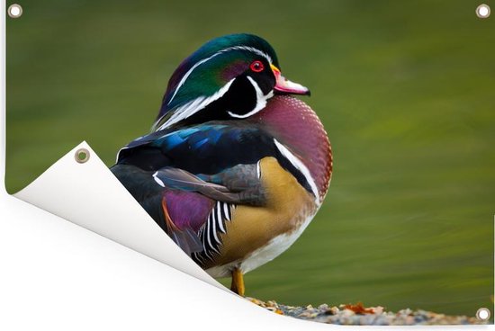 Un canard de Caroline au bord d'un étang Affiche de jardin 60x40 cm - petit - Toile de jardin / Toile d'extérieur / Peintures pour l'extérieur (décoration de jardin)