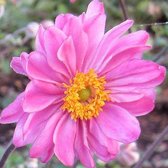 6 x Anemone Hybrida 'Pamina' - Japanse Anemoon pot 9x9 cm - Roze bloemen, langbloeiend