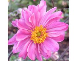 6 x Anemone Hybrida 'Pamina' - Japanse Anemoon pot 9x9 cm
