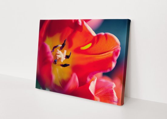 Roze Bloem | Natuur | Stichting BY Amanda | Canvasdoek | Wanddecoratie | 90CM x 60CM | Schilderij