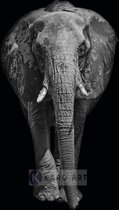 Schilderij - Afrikaanse olifant, zwart wit