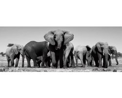 Glasschilderij - schilderij - Olifanten - Foto print op glas - 160x60 - woonkamer slaapkamer
