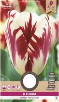 Tulp Grand Perfection 8 Stuks Bolmaat 12/+