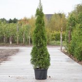 Coniferen ‘smaragd' - ‘Thuja occidentalis ‘Smaragd' per twee meter (5 stuks) 180 - 200 cm totaalhoogte