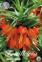 1 Rubra Fritillaria bloembol bolmaat 24/26
