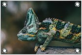 Tuinposter –Kameleon – 90x60cm Foto op Tuinposter (wanddecoratie voor buiten en binnen)