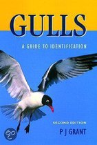 Gulls