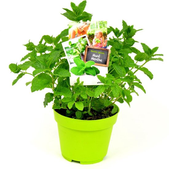 van 3 planten Mentha spicata 'Moroccan Mint' - Marokkaanse, Mojito munt |