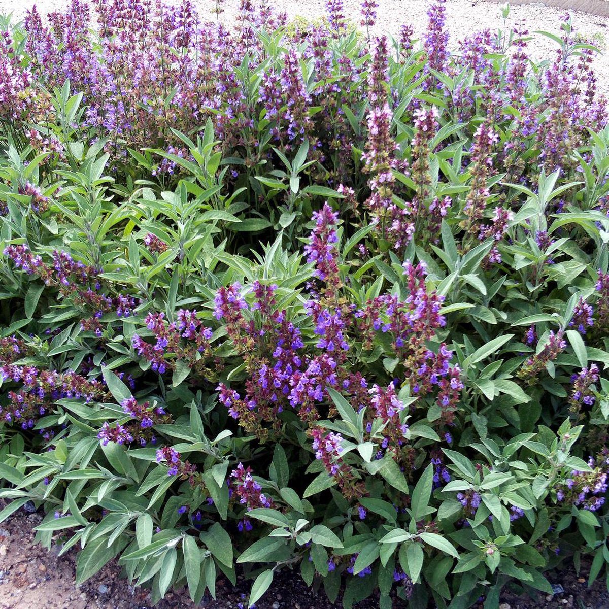 6 x Salvia Officinalis Sauge officinale godet 9cm x 9cm